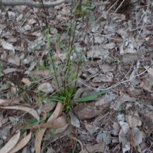 Xerochrysum viscosum at Carwoola, NSW - 16 Aug 2020