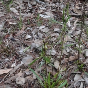 Xerochrysum viscosum at Carwoola, NSW - 16 Aug 2020