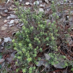 Pultenaea procumbens (Bush Pea) at Carwoola, NSW - 16 Aug 2020 by AndyRussell