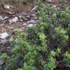 Pultenaea procumbens at Carwoola, NSW - 16 Aug 2020 03:16 PM