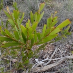 Unidentified Wattle at Carwoola, NSW - 16 Aug 2020 by AndyRussell