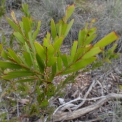 Acacia buxifolia subsp. buxifolia at Carwoola, NSW - 16 Aug 2020 by AndyRussell