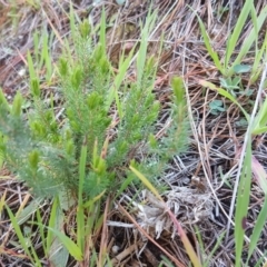 Erica lusitanica (Spanish Heath ) at Isaacs, ACT - 17 Aug 2020 by Mike