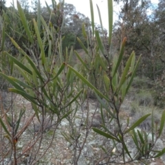 Acacia dawsonii (Dawson's Wattle) at Carwoola, NSW - 16 Aug 2020 by AndyRussell