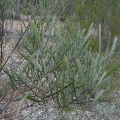 Acacia dawsonii at Carwoola, NSW - 16 Aug 2020
