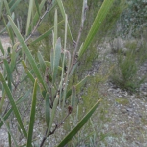 Acacia dawsonii at Carwoola, NSW - 16 Aug 2020 04:05 PM