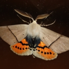 Gastrophora henricaria (Fallen-bark Looper, Beautiful Leaf Moth) at Tathra, NSW - 16 Aug 2020 by Kerry Vance