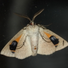 Gastrophora henricaria at Tathra, NSW - 16 Aug 2020