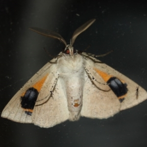 Gastrophora henricaria at Tathra, NSW - 16 Aug 2020