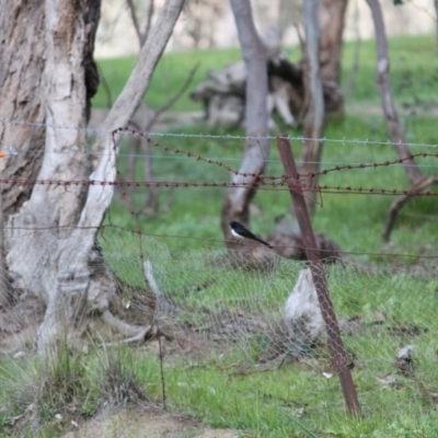 Rhipidura leucophrys (Willie Wagtail) at Springdale Heights, NSW - 16 Aug 2020 by PaulF