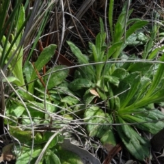 Coronidium scorpioides (Button Everlasting) at Carwoola, NSW - 16 Aug 2020 by AndyRussell