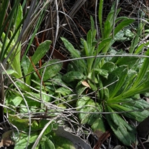 Coronidium scorpioides at Carwoola, NSW - 16 Aug 2020