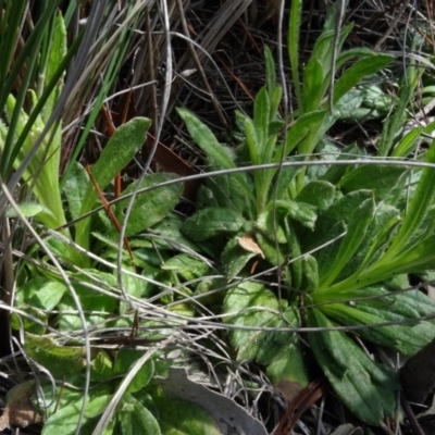 Coronidium scorpioides (Button Everlasting) at Carwoola, NSW - 16 Aug 2020 by AndyRussell