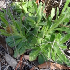 Coronidium scorpioides at Carwoola, NSW - 16 Aug 2020