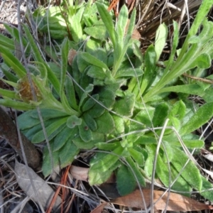 Coronidium scorpioides at Carwoola, NSW - 16 Aug 2020