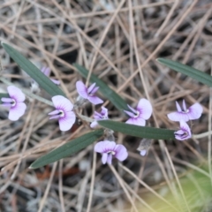 Hovea heterophylla (Common Hovea) at Tathra, NSW - 13 Aug 2020 by KerryVance2