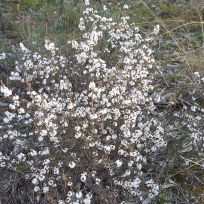 Leucopogon attenuatus (Small-leaved Beard Heath) at Isaacs, ACT - 16 Aug 2020 by Mike