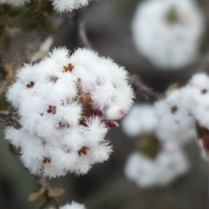 Styphelia attenuata at Isaacs, ACT - 16 Aug 2020