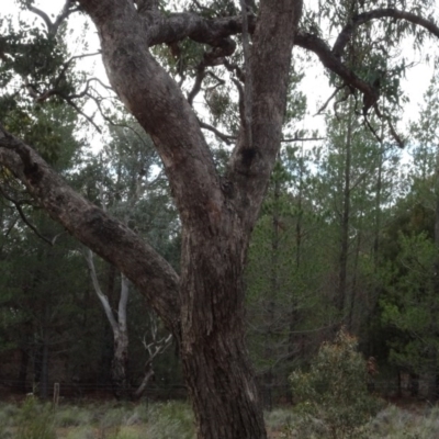 Eucalyptus bridgesiana (Apple Box) at QPRC LGA - 16 Aug 2020 by AndyRussell