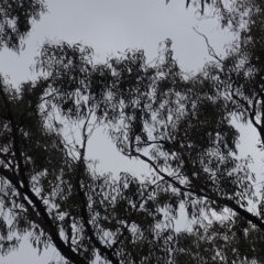 Eucalyptus bridgesiana at Carwoola, NSW - 16 Aug 2020