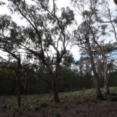 Eucalyptus bridgesiana at Carwoola, NSW - 16 Aug 2020