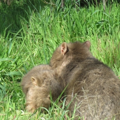 Vombatus ursinus (Common wombat, Bare-nosed Wombat) at Gigerline Nature Reserve - 17 Aug 2020 by SandraH