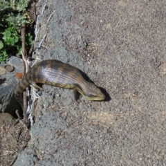 Tiliqua scincoides scincoides (Eastern Blue-tongue) at Gordon, ACT - 17 Aug 2020 by SandraH