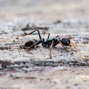 Myrmecia sp., pilosula-group at Molonglo River Reserve - 17 Aug 2020 12:13 PM