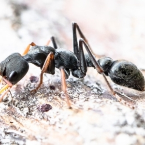 Myrmecia sp., pilosula-group at Molonglo River Reserve - 17 Aug 2020