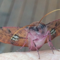 Oenochroma vinaria (Pink-bellied Moth, Hakea Wine Moth) at Kameruka, NSW - 4 Aug 2020 by LisaWhite