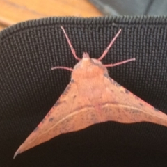 Oenochroma vinaria at Kameruka, NSW - 4 Aug 2020