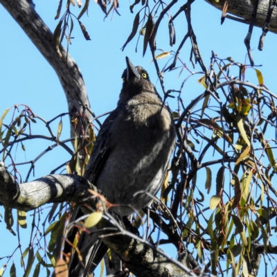 Strepera versicolor (Grey Currawong) at Lions Youth Haven - Westwood Farm A.C.T. - 17 Aug 2020 by HelenCross