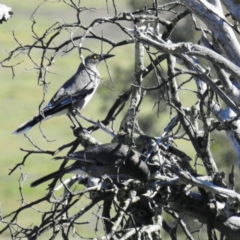 Strepera versicolor at Tuggeranong DC, ACT - 17 Aug 2020