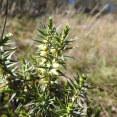 Melichrus urceolatus (Urn Heath) at Tuggeranong DC, ACT - 17 Aug 2020 by HelenCross