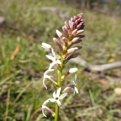 Stackhousia monogyna (Creamy Candles) at McQuoids Hill - 17 Aug 2020 by HelenCross