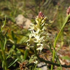 Stackhousia monogyna at Tuggeranong DC, ACT - 17 Aug 2020