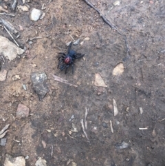 Missulena occatoria (Red-headed Mouse Spider) at Red Hill, ACT - 16 Aug 2020 by The_happy_wanderer