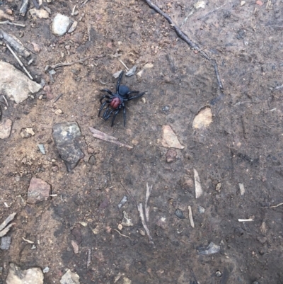 Missulena occatoria (Red-headed Mouse Spider) at Red Hill Nature Reserve - 16 Aug 2020 by The_happy_wanderer