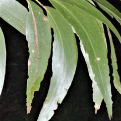 Eucalyptus fastigata (Brown Barrel) at Robertson - 17 Aug 2020 by plants