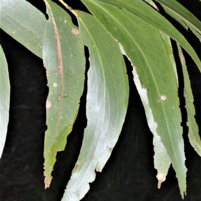 Eucalyptus fastigata (Brown Barrel) at Wingecarribee Local Government Area - 17 Aug 2020 by plants