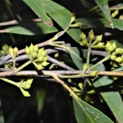 Eucalyptus fastigata at Robertson, NSW - 17 Aug 2020