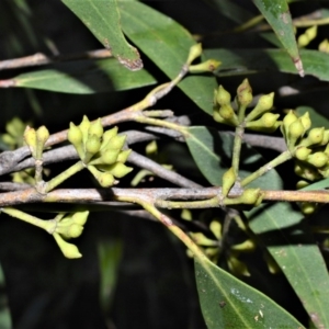Eucalyptus fastigata at Robertson, NSW - 17 Aug 2020 09:45 PM