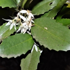Doryphora sassafras at Robertson, NSW - 17 Aug 2020 by plants