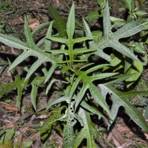 Solanum aviculare at Robertson - 17 Aug 2020