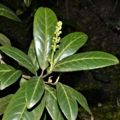 Prunus laurocerasus (Cherry Laurel) at Wingecarribee Local Government Area - 17 Aug 2020 by plants