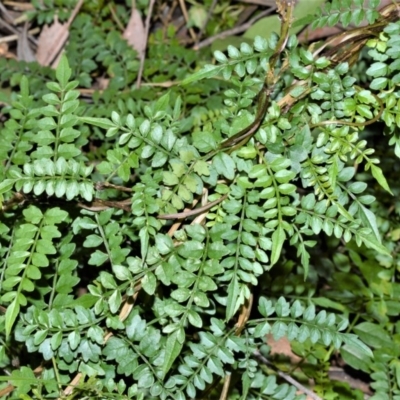 Pandorea pandorana (Wonga Wonga Vine) at Robertson - 17 Aug 2020 by plants