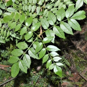 Pandorea pandorana at Robertson - 17 Aug 2020