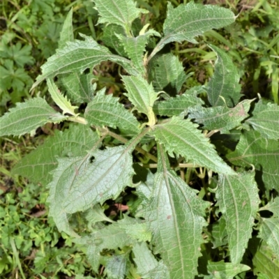 Sigesbeckia orientalis (Indian Weed) at Robertson - 17 Aug 2020 by plants