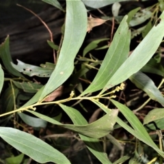 Acacia binervata (Two-veined Hickory) at Robertson - 17 Aug 2020 by plants