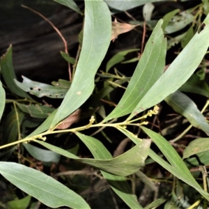 Acacia binervata at Robertson, NSW - 17 Aug 2020